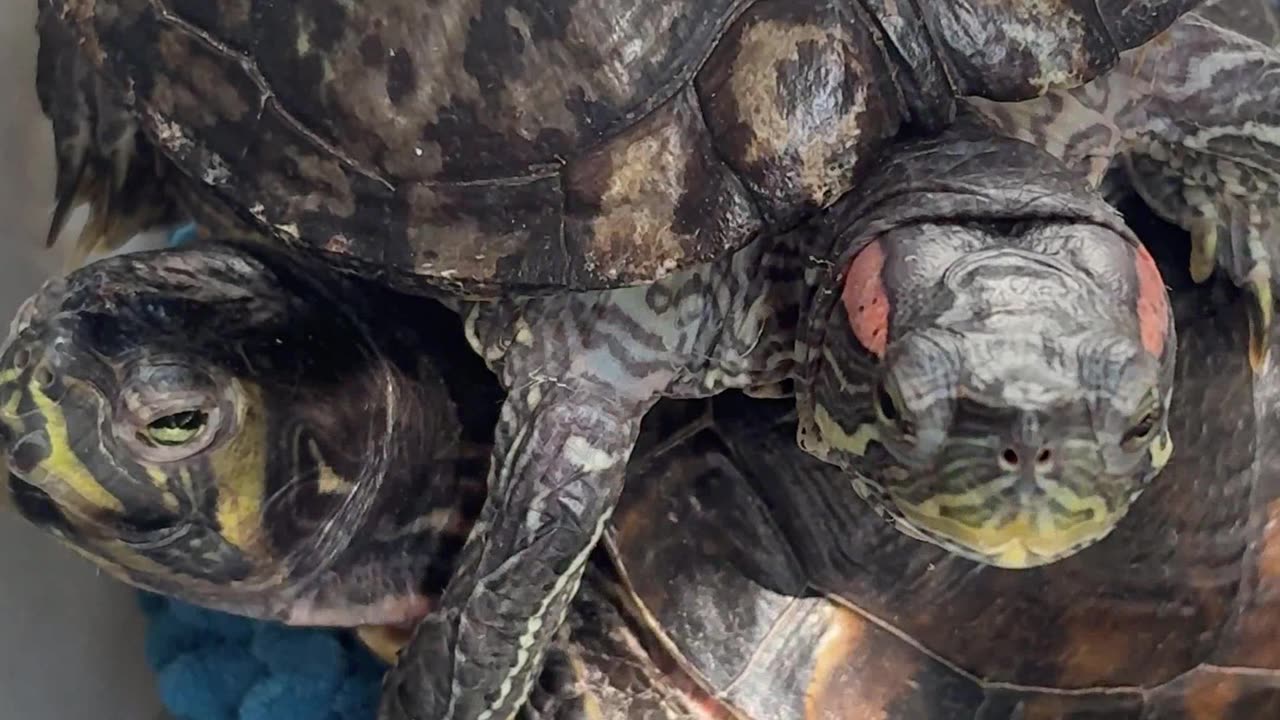 Do Nothing Challenge 159 🐢 New Earth Creations #meditationshorts #redearedsliderturtle #LuV