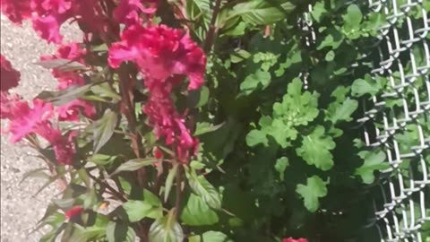 Colorful flowers