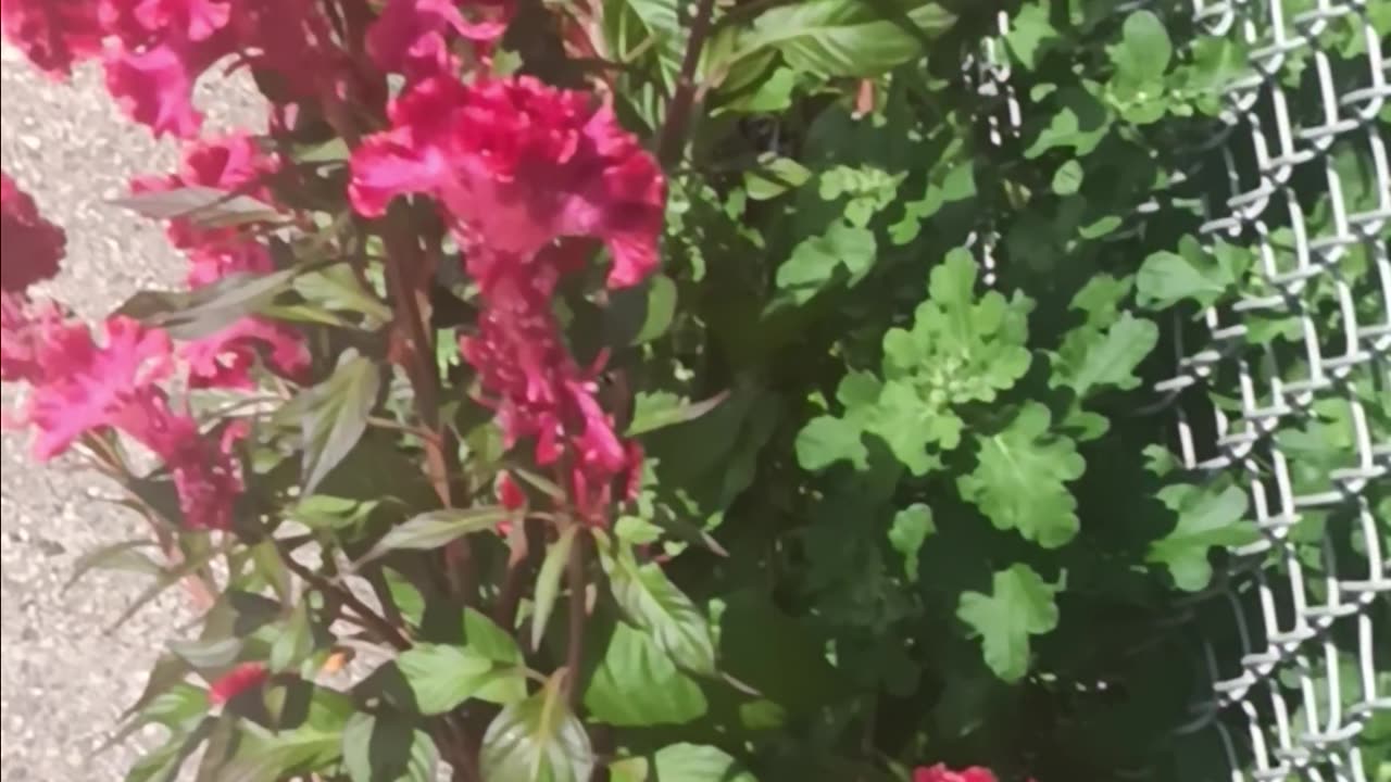 Colorful flowers