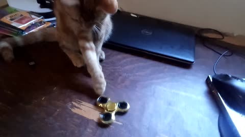 I try to get my CAT to play with a Fidget Spinner