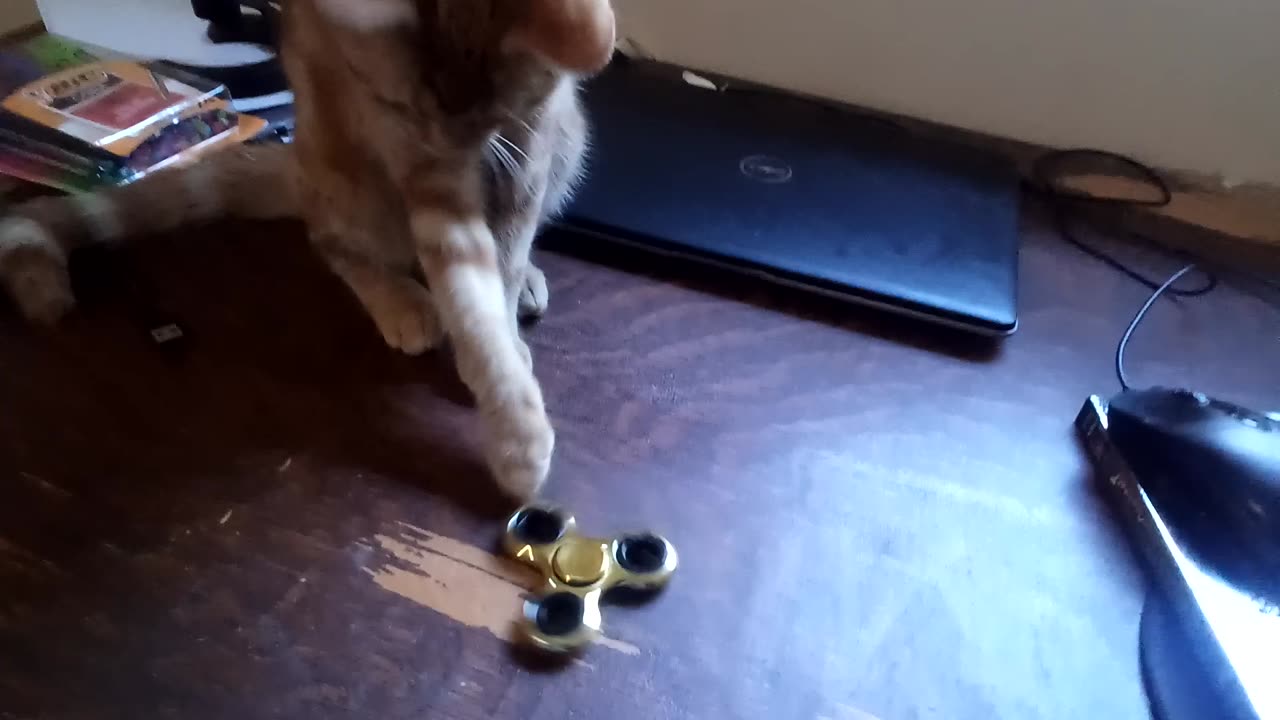 I try to get my CAT to play with a Fidget Spinner