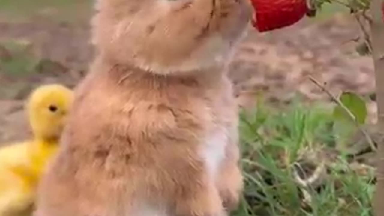 Little rabbit chirps, chirps, eats strawberries, cute pet, rabbit, cute little pastoral pet.