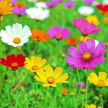 ये चीजें फिर कभी वापस नहीं आएगी