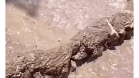 Viral