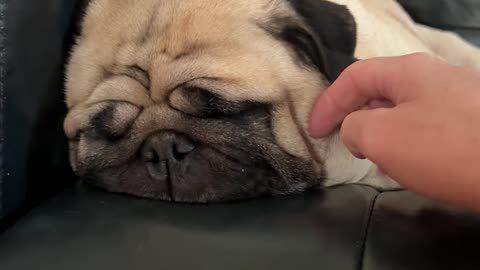 Snoring Pug Gently Woken