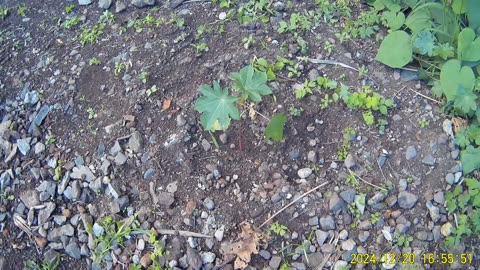 241220B___Madeira_NS-404,_tiny_new_trees.(1080p)