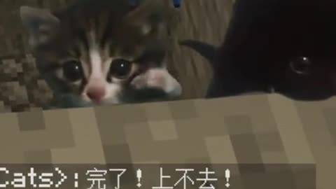 Cat vs. Zombies: The Great Escape