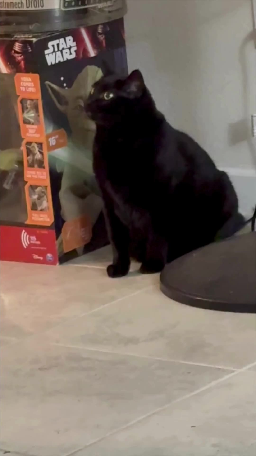 Cute Precious Piper is Aspiring to Be a Jedi Knight - My Adopted Shelter Cat Vlog #shorts