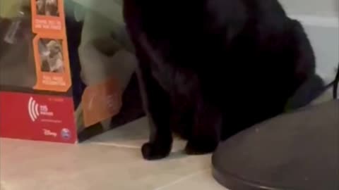 Cute Precious Piper is Aspiring to Be a Jedi Knight - My Adopted Shelter Cat Vlog #shorts