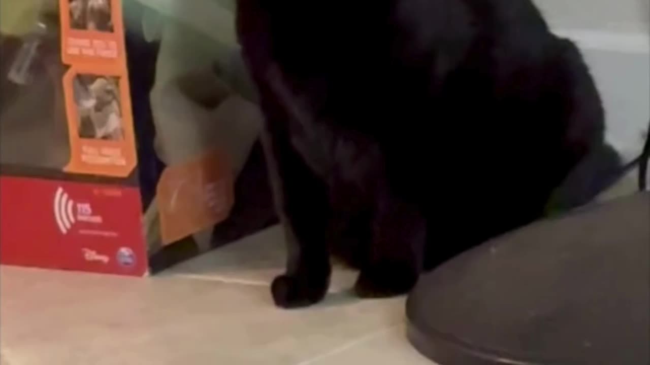 Cute Precious Piper is Aspiring to Be a Jedi Knight - My Adopted Shelter Cat Vlog #shorts