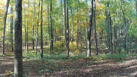 Five minutes in the autumn woods.