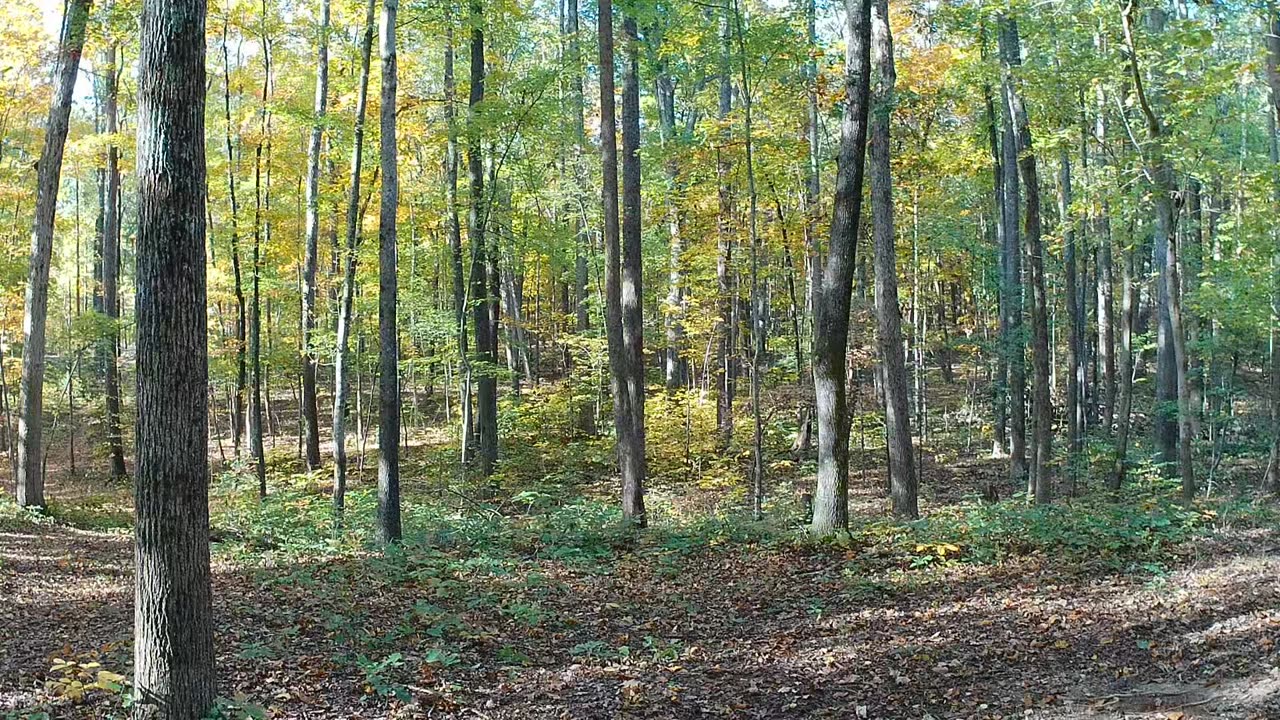 Five minutes in the autumn woods.