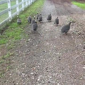 Went for a walk with friendly Guineas