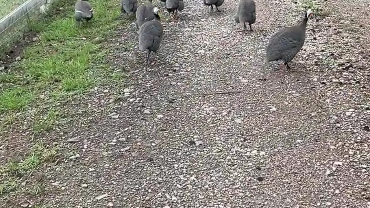 Went for a walk with friendly Guineas