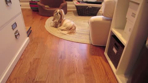 Cuteness Overload (Vlogust August 3, 2013)