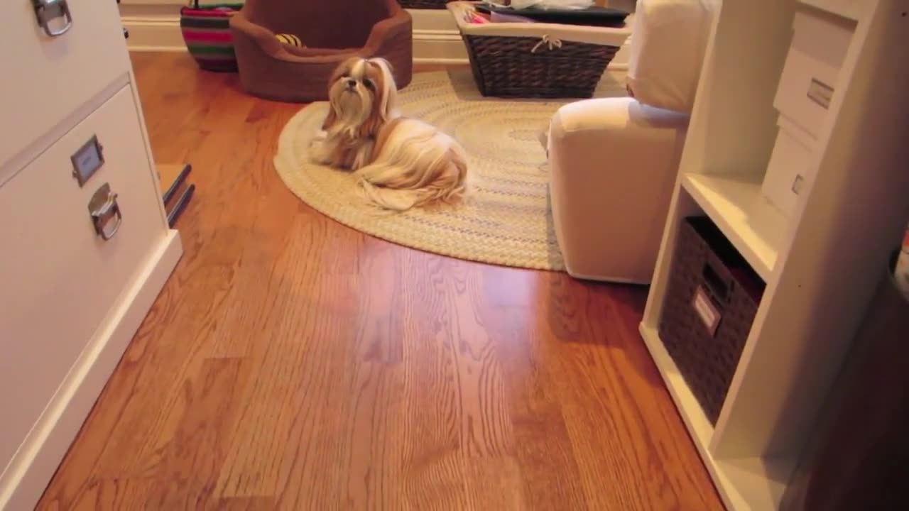 Cuteness Overload (Vlogust August 3, 2013)