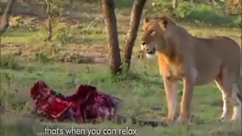 🤯✨ Witness a Tribe Steal Meat from Lions! | FeedMyCuriosity