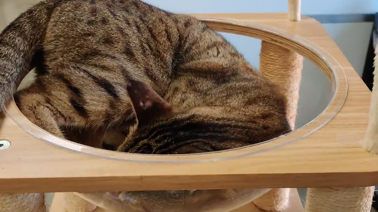 🤣⏳ This Went On For Over 20 Minutes - Hilarious Animal Standoff! | FunFM