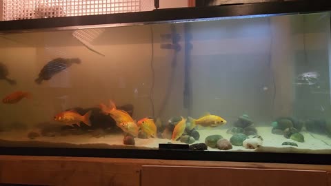 New Turtle Tank Filter Install Francis & Goldies Get an Upgrade!