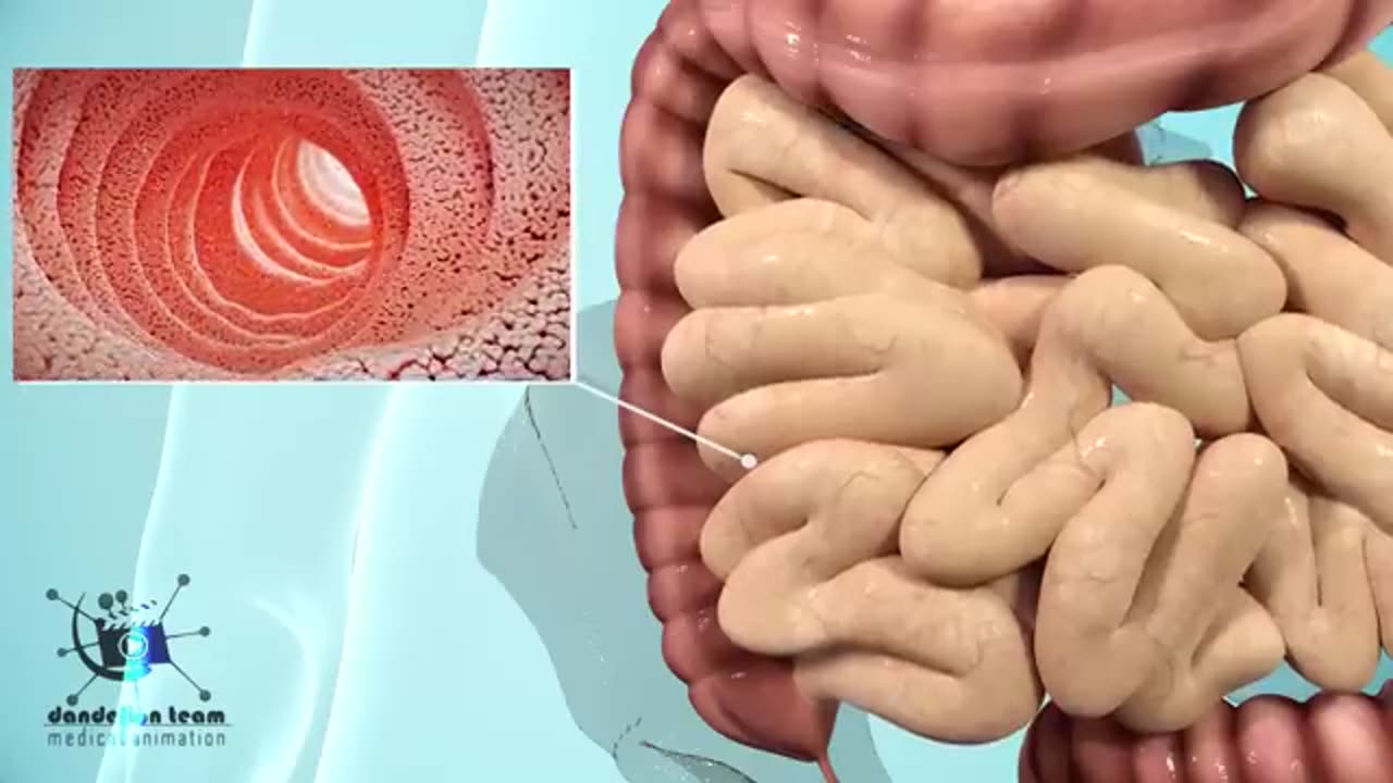 How the body turns food into poop, A journey through the human gut