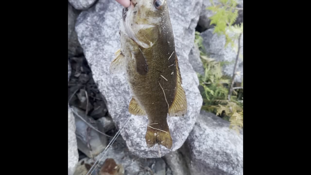 First bass of the year 🤙🐟🎣