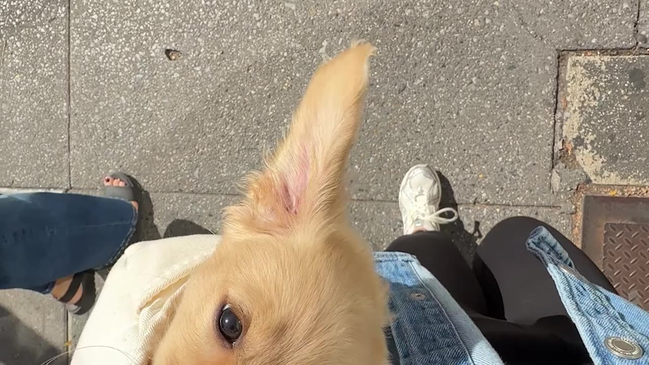 Puppy Content to Be Carried Around Big City