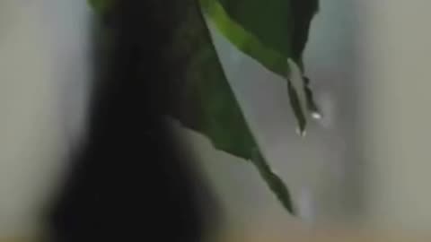 Raindrop Melodies: A Brief Ambient Journey