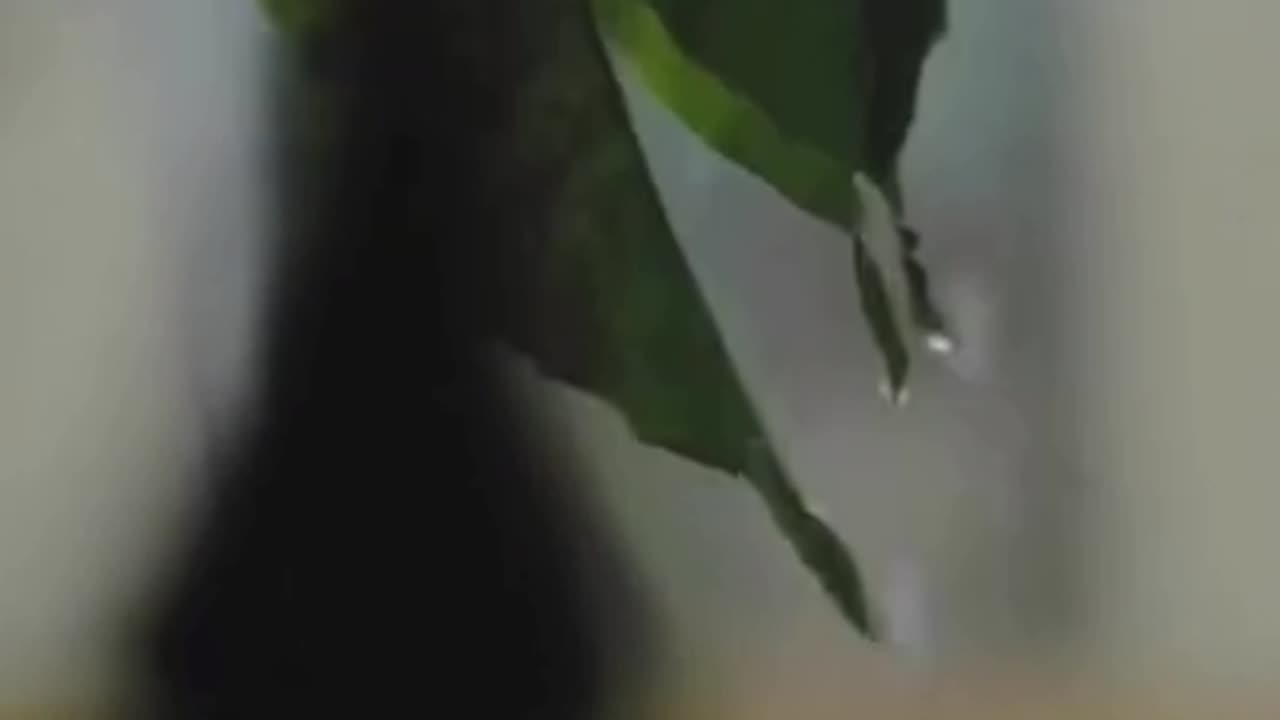 Raindrop Melodies: A Brief Ambient Journey