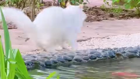 Cat Versus Fish