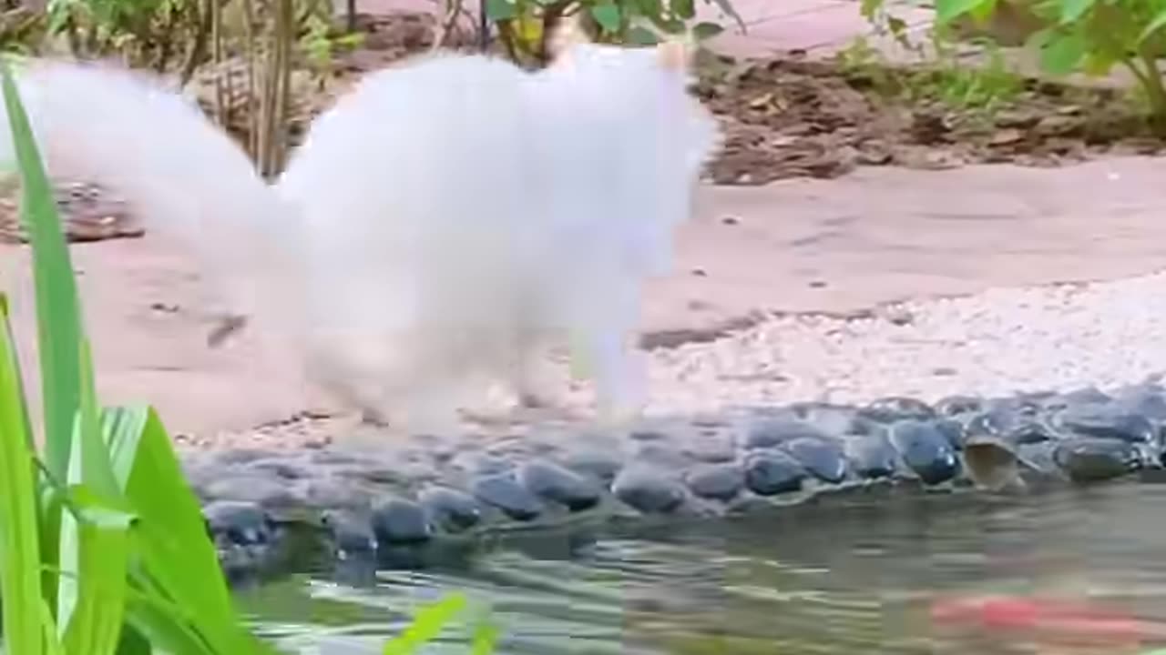 Cat Versus Fish