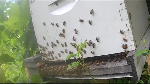 Bee Break #22