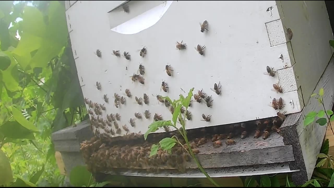 Bee Break #22