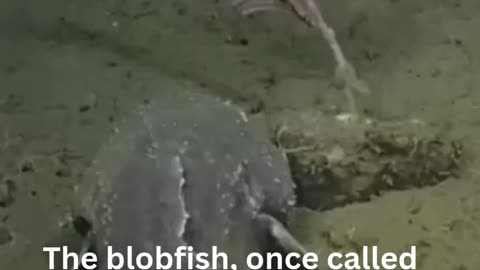 Blobfish in the Deep: Nature’s Hidden Beauty"**