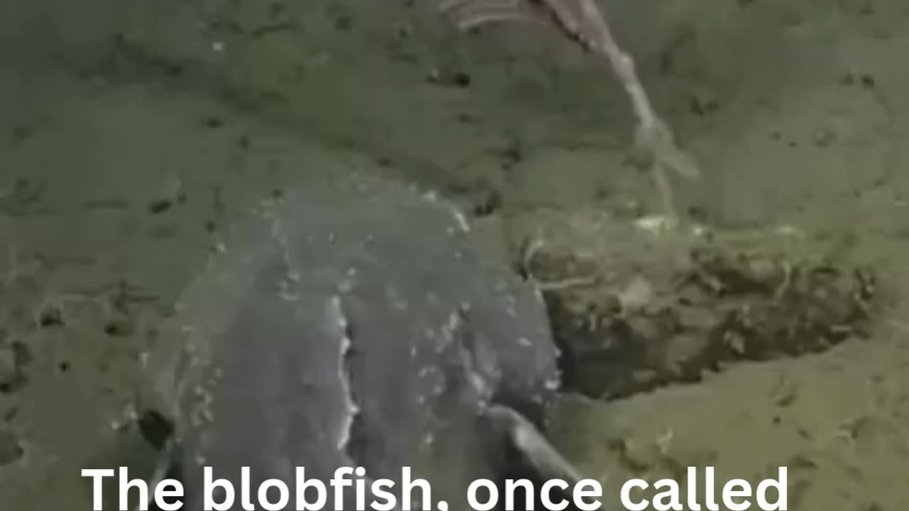 Blobfish in the Deep: Nature’s Hidden Beauty"**