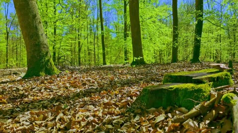 Green Radio: 24/7 Concert of Birds and Nature Sounds