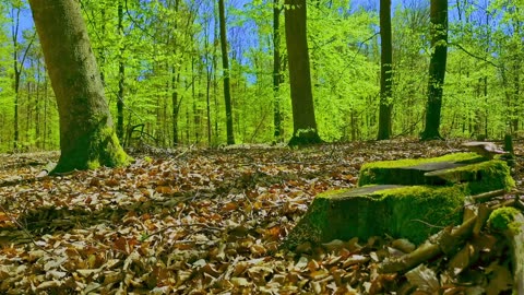Green Radio: 24/7 Concert of Birds and Nature Sounds