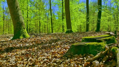 Green Radio: 24/7 Concert of Birds and Nature Sounds