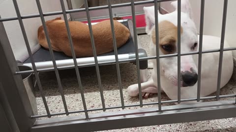 Shelly-busy, white 1y A868667 Birch-on bed napping 9mos A866270 kennel 144 PACC shelter20250702_64