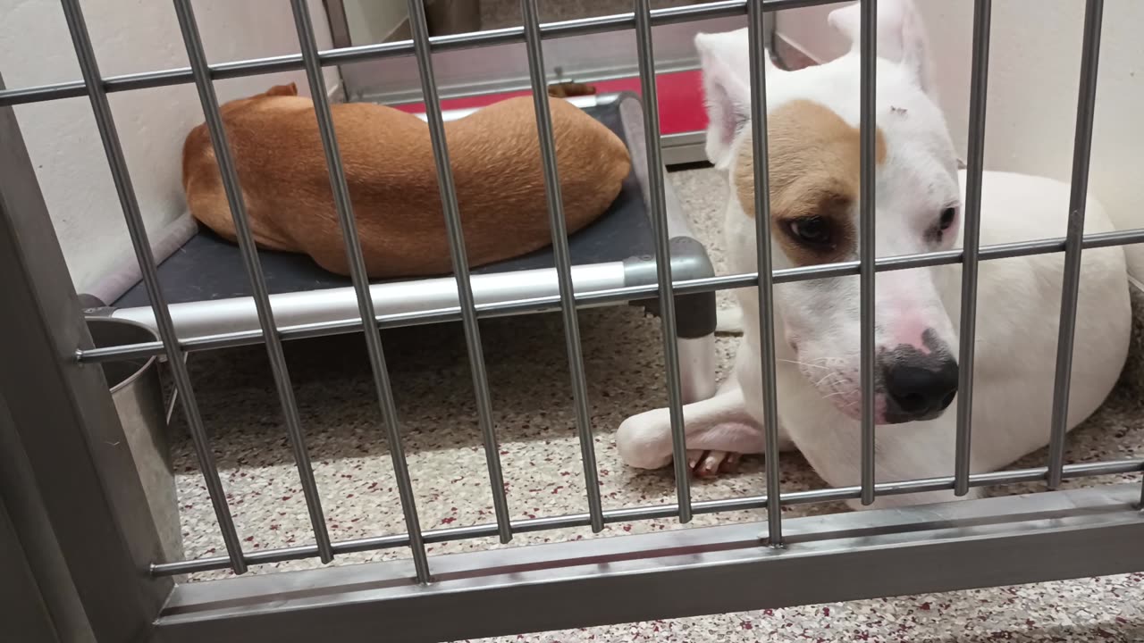 Shelly-busy, white 1y A868667 Birch-on bed napping 9mos A866270 kennel 144 PACC shelter20250702_64