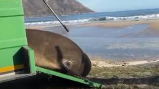 Foca detiene el tránsito en Sudáfrica