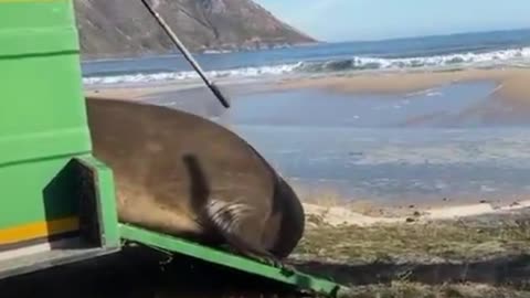 Foca detiene el tránsito en Sudáfrica