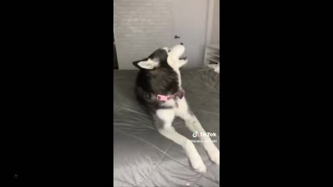 Quick smile - Dog says 'I love You' - many dogs saying it - feel good vid