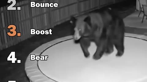 Best Animals on Trampoline Moments Ranked