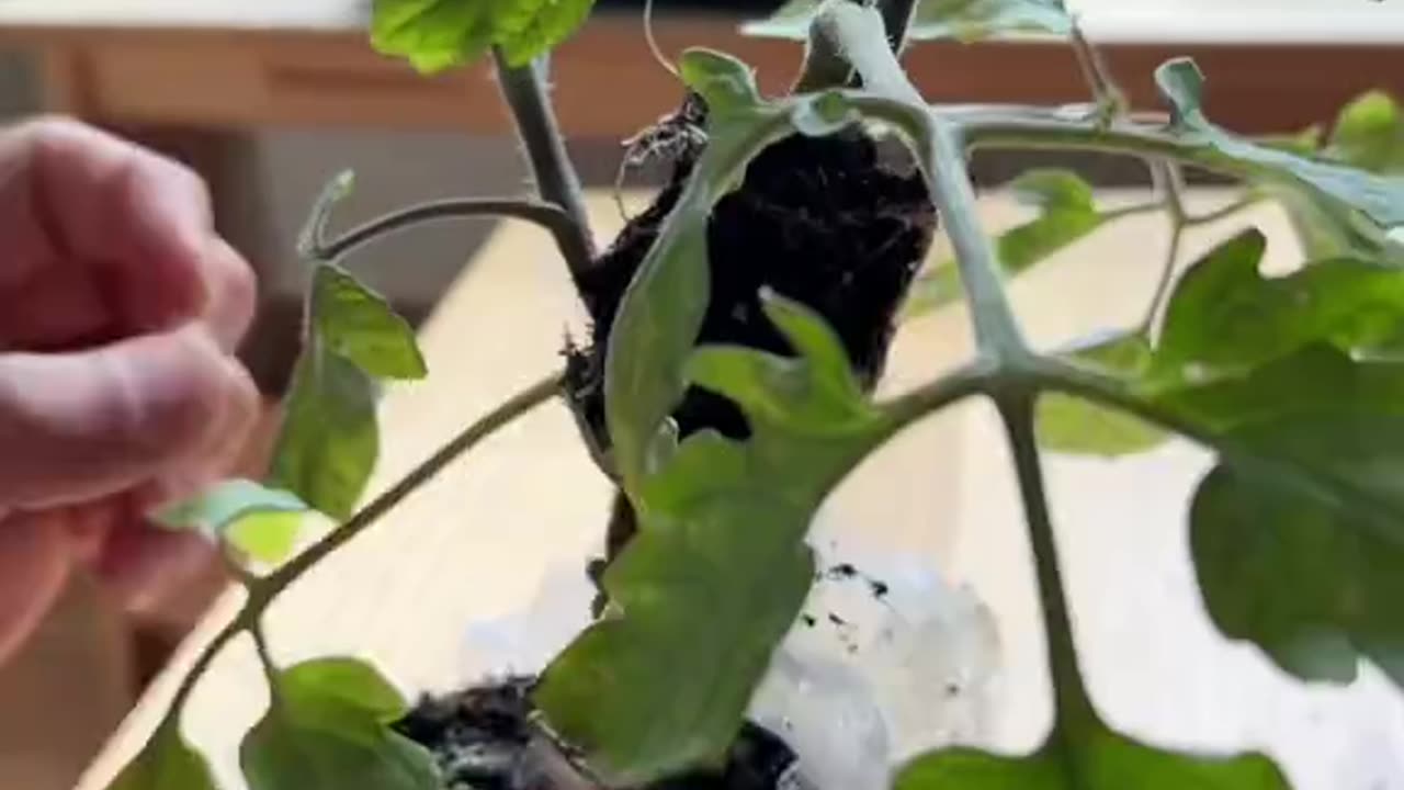 CLONE PLANTS NATURALLY