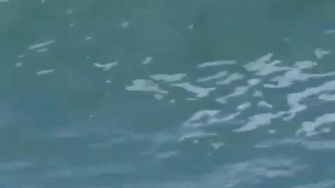 😂🏄‍♂️ African Penguin Almost Ready to Surf! You Won't Believe It! | FunFM