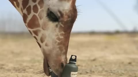 Funny animal video