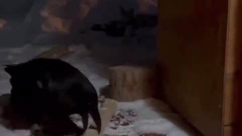 Raven > Dog?