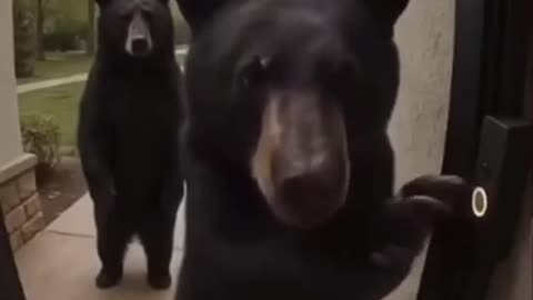 animals, pets, adorable animals, animal lovers, pet videos, funny pets, pet humor,
