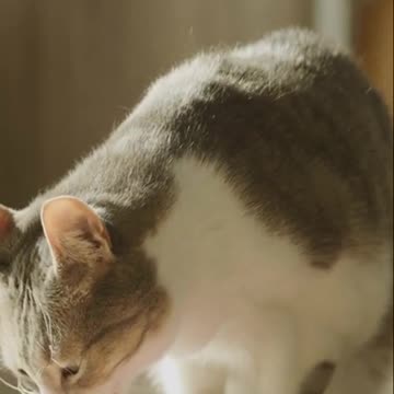 Is It Bad to Feed Stray Cats? (The Truth You Didn’t Expect)