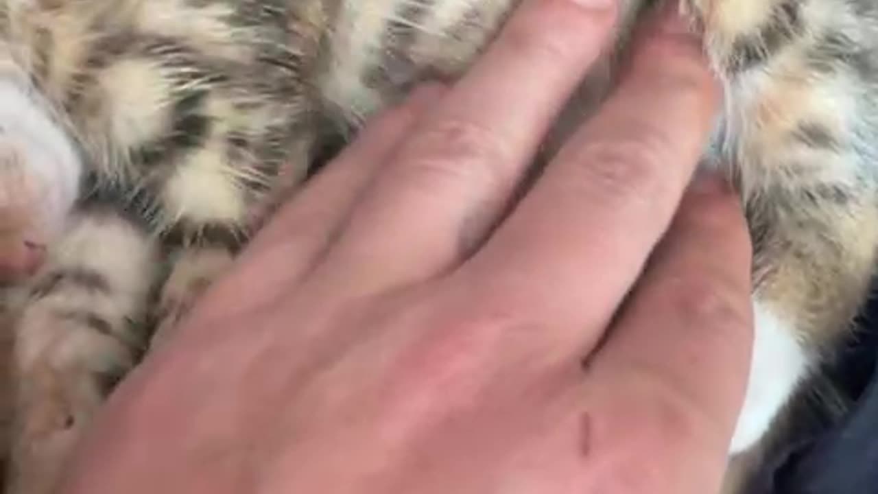Abandoned Kitten's Happy Ending